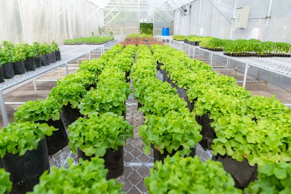 Vegetal Orgánico Para Plantar Granja Para Vivero Ambiental —  Fotos de Stock