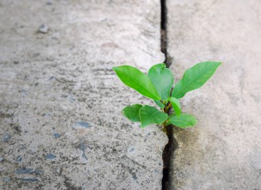 Kırık Caddesi üzerinde büyüyen ekoloji bitki ağaç ve çevre kuraklık