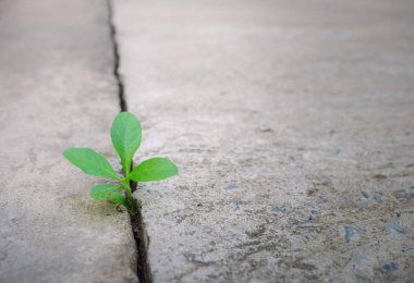 Kırık Caddesi üzerinde büyüyen ekoloji bitki ağaç ve çevre kuraklık