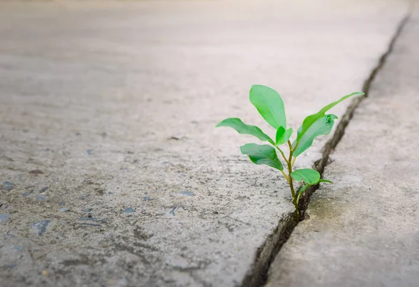 Écologie Plante Arbre Environnement Sécheresse Croissant Dans Rue Fissurée — Photo