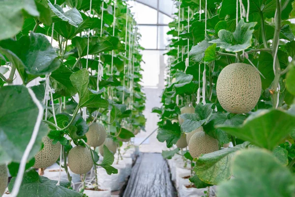 Granja Plantas Melón Creciendo Verde Una Casa —  Fotos de Stock