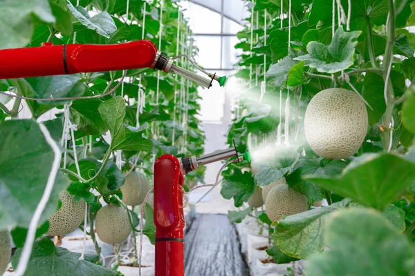 smart robotic farmers melon in agriculture futuristic robot automation  work to spray chemical or increase efficiency