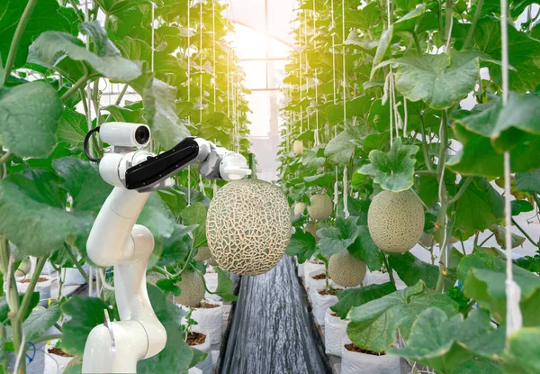 smart robotic farmers melon in agriculture futuristic robot automation  work to spray chemical or increase efficiency