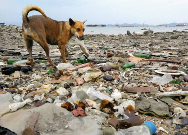 Sahilde çöp köpek ve deniz imha çevre kirliliği