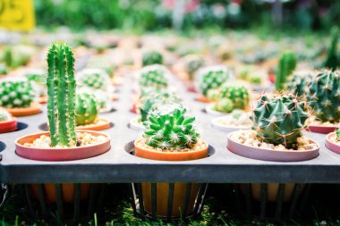 Çiftlik kaktüs türlerinin çeşitli bitki
