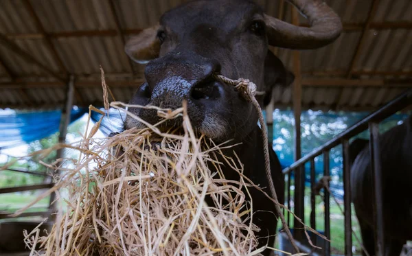 Buffalo ağız ve burun çiftlik et üzerinde çim yeme