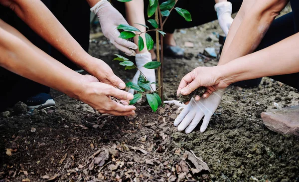 Human hand planted trees to protect the environment and ecological system