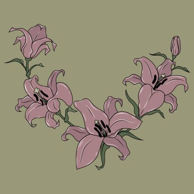 Pembe lilyum. Vektör görüntü.