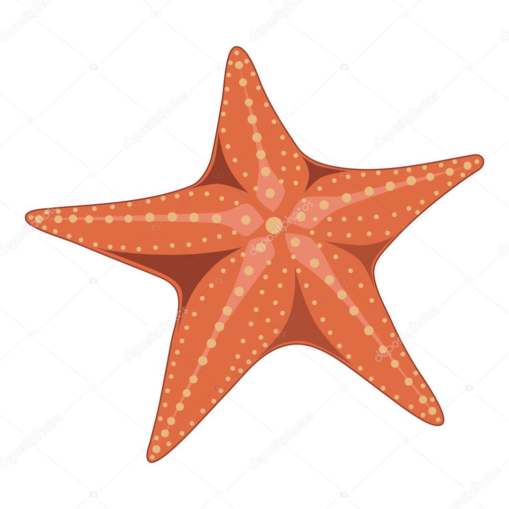 Vector image of a starfish on a white background.