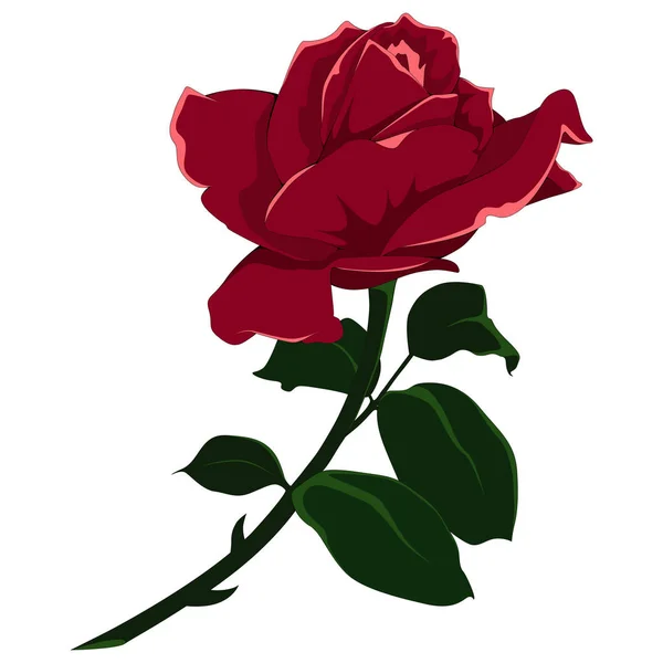 Vector image of a rose. Color image on white background. — Stock Vector