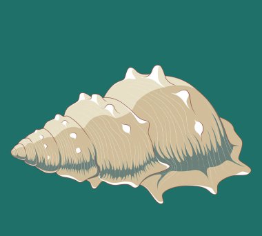 Turkuaz arka planda bir deniz kabuğuvektör görüntüsü.