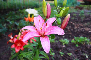 Lily çiçek bahçesinde yağmur sonra