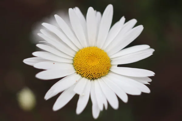 Flor Camomila Branca Isolada — Fotografia de Stock