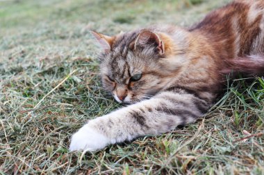 Kedi çimenlerin üzerinde oynuyor