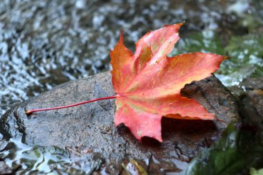 Kırmızı yaprak akçaağaç taş