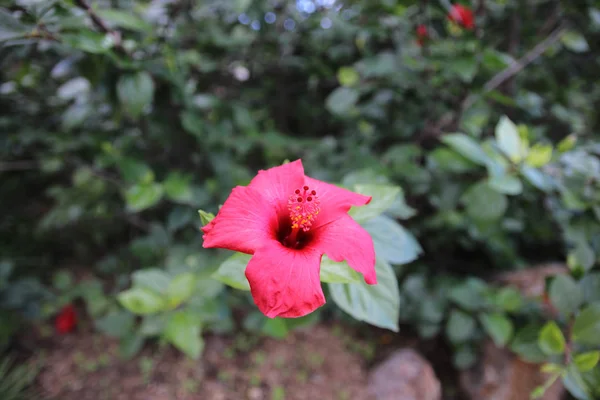 トロピカル ガーデンの緑の背景 中国ローズ 中国ハイビスカス ハワイアン ハイビスカス に赤いハイビスカスの花 — ストック写真