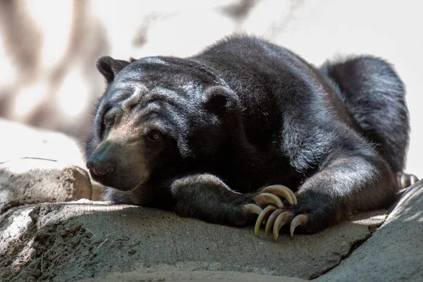 Siyah burman ayı gölgede dinlenmek
