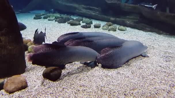 Belos Peixes Guardam Conjunto Uma Linha Abaixo — Vídeo de Stock