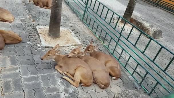 Family Deer Have Rest Shelter — Stock Video