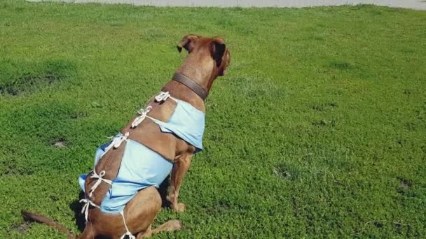 Pes Operaci Odpočinout Ulici Užívat Slunce — Stock video