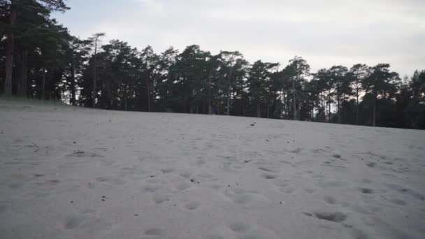 Het Mooie Meisje Speelt Avond Met Een Hond Het Strand — Stockvideo