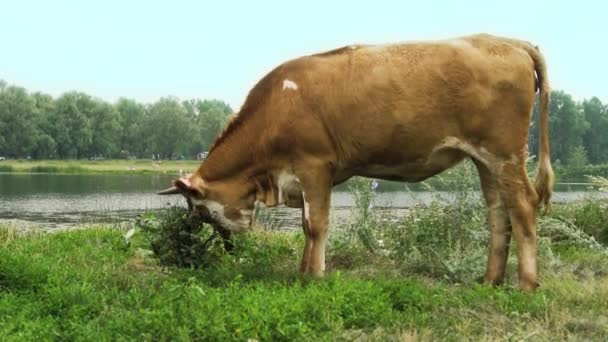 Velké Hnědé Bull Dospěla Napajedla Řece Stojí Zelené Trávě Poškrábání — Stock video