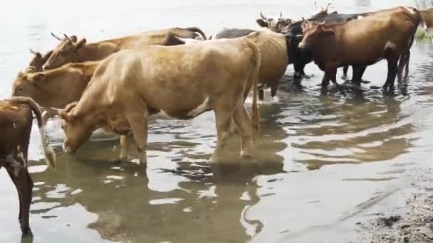 Αγελάδες Ήρθε Τον Τόπο Πότισμα Στο Ποτάμι Ένα Πρωί Ζεστό — Αρχείο Βίντεο