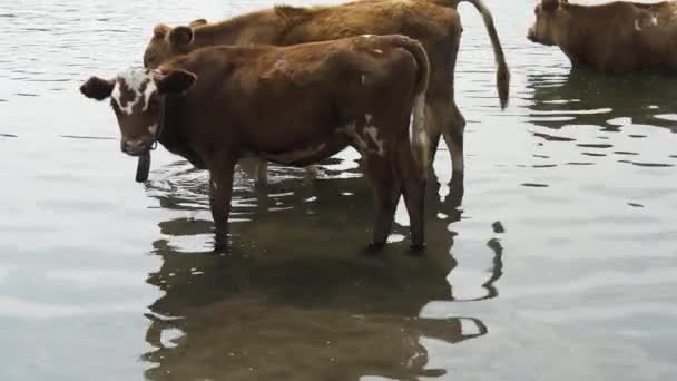 Αγελάδες Ήρθε Τον Τόπο Πότισμα Στο Ποτάμι Ένα Πρωί Ζεστό — Αρχείο Βίντεο