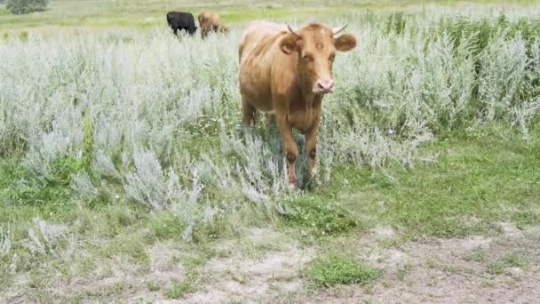 황소는 잔디에 화창한 아침에 꼬리는 파리를 — 비디오