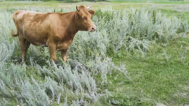 Bull Standing Grass Sunny Morning Worries Banishes Flies Tail — Stock Video