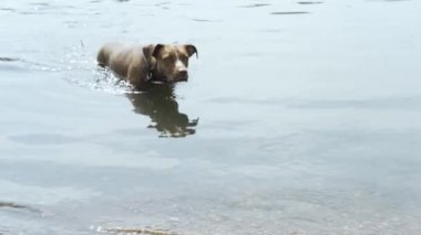 Köpek mavi göle sıcak yaz günü içinde yüzüyor.