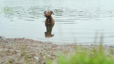 Köpek göle yaz sıcak gün içinde yüzüyor.