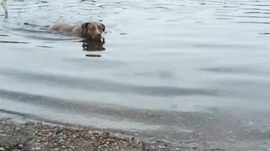 Köpek göle yaz sıcak gün içinde yüzüyor.