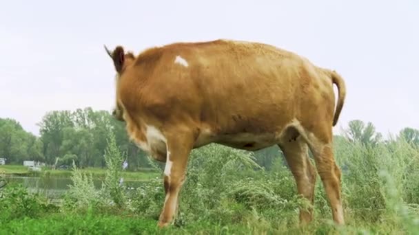 Αγελάδα Έχει Ένα Υπόλοιπο Ένα Χόρτο Στο Ποτάμι Και Προσπαθεί — Αρχείο Βίντεο