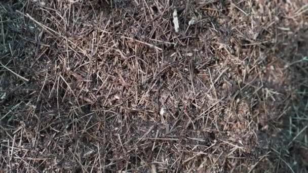 Stor myrstack i den täta skogen — Stockvideo