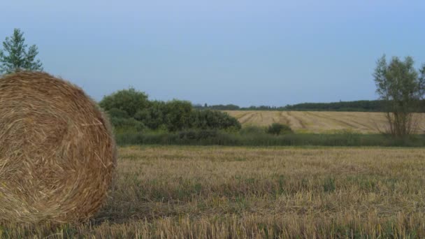 Самотня Сильна Дівчина Полі Заході Сонця Штовхає Стовбур Сіна — стокове відео