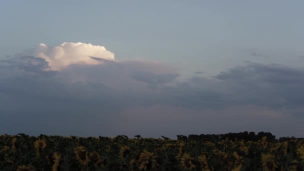Felhők Fölé Területen Napraforgó Esténként Naplementében Idő Telik — Stock videók