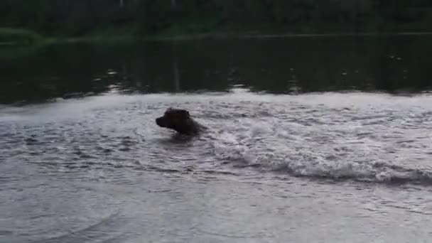 Собака Весело Стрибає Плаває Воді Створюючи Бризки — стокове відео