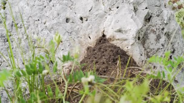 Las Hormigas Han Creado Una Colina Hormigas Roca — Vídeos de Stock