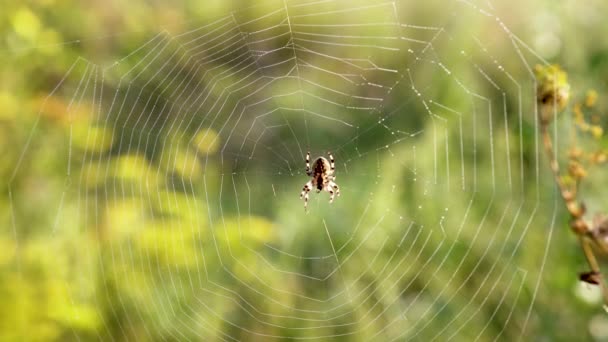 蜘蛛坐在网中 他编织在田野里的树枝上 — 图库视频影像