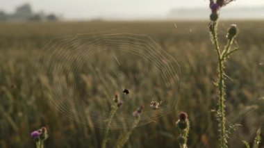 Örümcek Web kurban çevresinde sabah erken alanını ürkütüyor