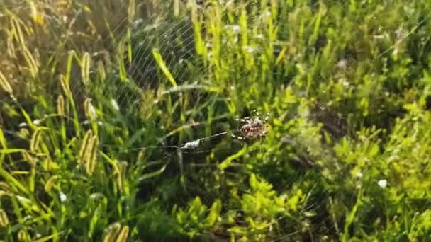 Araña Atrapado Víctima Inmovilizado Veneno Una Telaraña — Vídeos de Stock