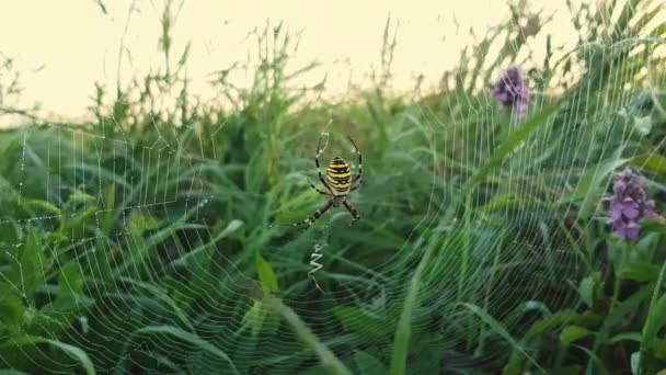 Venenosa Aranha Listrada Amarela Senta Teia — Vídeo de Stock