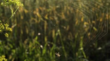 Örümcek web hızlı ve şevkle sabahı örgüleri