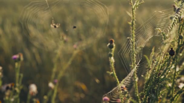 很多蜘蛛网和蜘蛛在清晨的田野里织网 — 图库视频影像