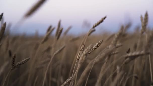 Espigas Oro Trigo Campo Crepúsculo Del Día — Vídeo de stock