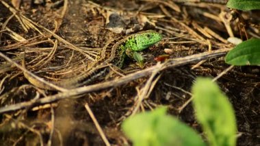 Kum kertenkele. Lacerta agilis Paz. Kum kertenkele Ava. 18