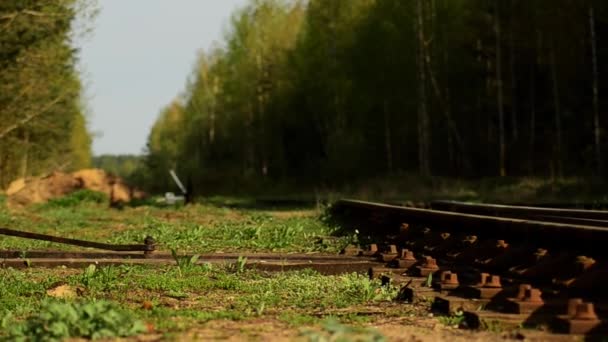 Залишені залізничні колії в лісі 7 . — стокове відео