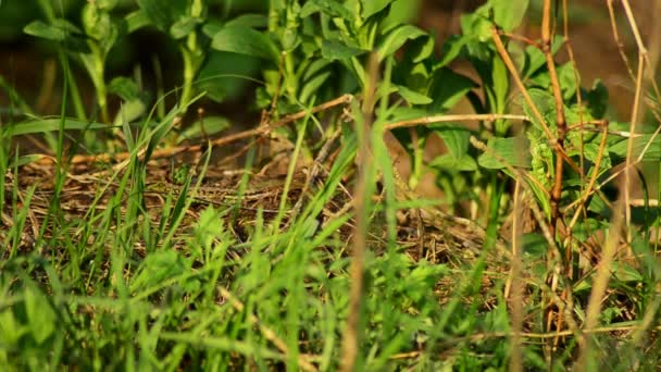 Lézard de sable. Lacerta agilis au soleil. 12 ans 