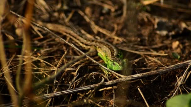 Jaszczurka zwinka. Lacerta agilis w słońcu. 16 — Wideo stockowe